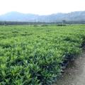 非洲茉莉