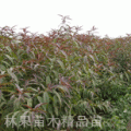 红叶碧桃
