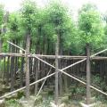 香樟树