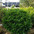 非洲茉莉