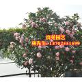 茶花