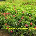 大花芦莉