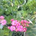 长寿花