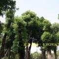 香樟树