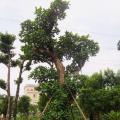 大树菠萝