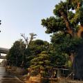 荔枝