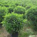 非洲茉莉