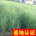 细叶芒