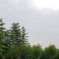蓝花楹