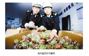 辽宁：大连海关查获20.8万元多肉植物 共计2600余株