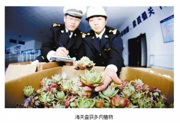 辽宁：大连海关查获20.8万元多肉植物 共计2600余株