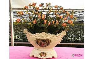 春节临近厦门花卉市场火热 盆景花价格亲民蝴蝶兰供不应求