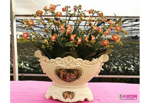 春节临近厦门花卉市场火热 盆景花价格亲民蝴蝶兰供不应求