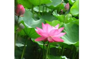 水生植物的 “ 花花世界 ”