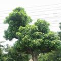 龙眼树