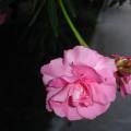 红花夹竹桃