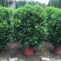 非洲茉莉