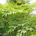 幌伞枫