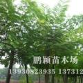 合欢