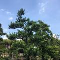 本地罗汉松