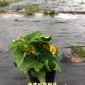 皇帝菊