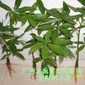发财树