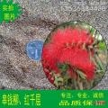 串钱柳