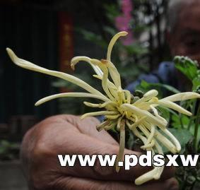 平顶山：一株菊花提前开花 花卉专家：这种现象不多见