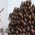 美丽异木棉