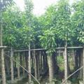 白玉兰