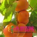 柿子树