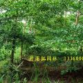 细叶榄仁