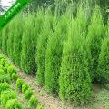 桧柏 蜀桧 南京蜀桧 蜀桧小苗 蜀桧价格
