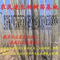 46杨树苗321杨树苗351杨树苗