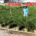 加拿利海枣