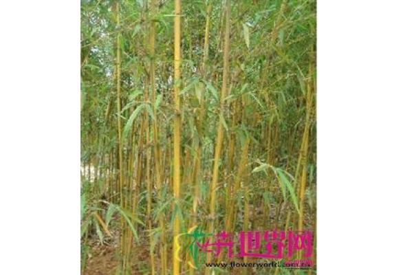 黄皮绿筋竹