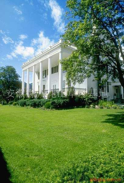  供马尼拉草皮草坪,高羊茅草坪草皮,中华结缕草坪,北慕大草坪,马蹄金草坪