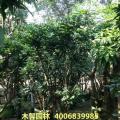 黄皮