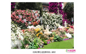 走进苗乡昆明宜良花街 探云南苗木花卉产业发展风向 走进苗乡昆明宜良花街 探云南苗木花卉产业发展风向