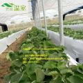 采摘新秀--草莓，露天或设施栽培，佛山草莓定植缓苗管理要点