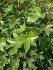 小叶栀子花