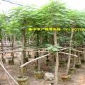 凤凰木