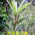 罗汉松