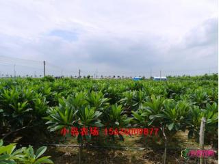 红花鸡蛋花