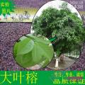 大叶榕