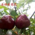 巴西甜樱桃