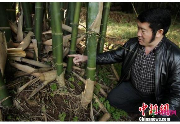 “中国竹子之乡”四川长宁发现新竹种