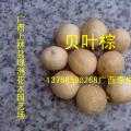 贝叶棕