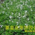 玉簪