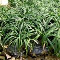 玉龙草